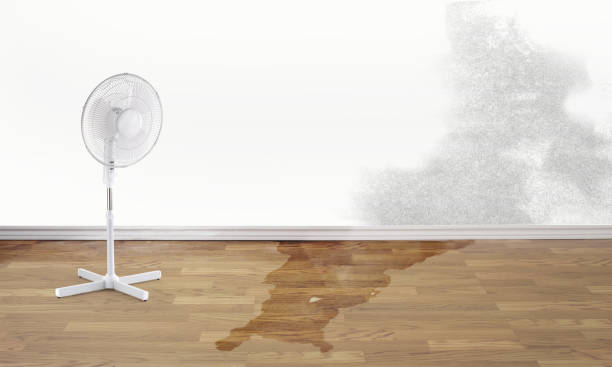 Best Flood damage cleanup  in Violet, LA