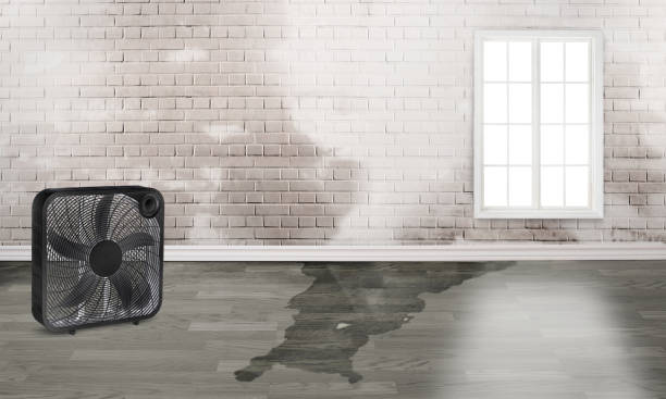 Best Water damage cleanup near me  in Violet, LA